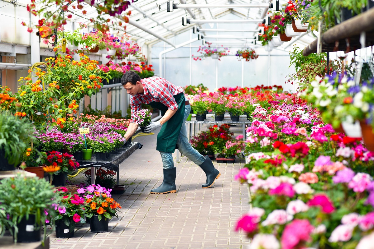 Grtnerei in einem Gewchshaus fr Blumen